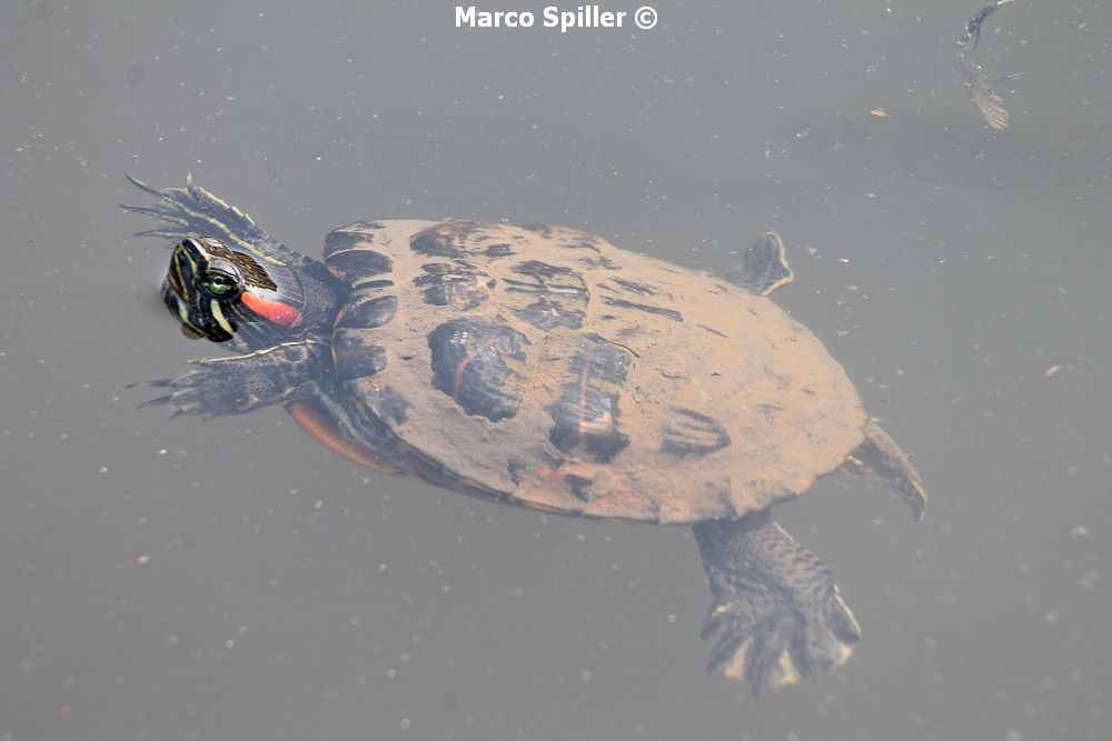 Trachemys scripta elegans